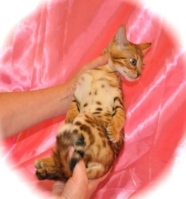 bengal katzen