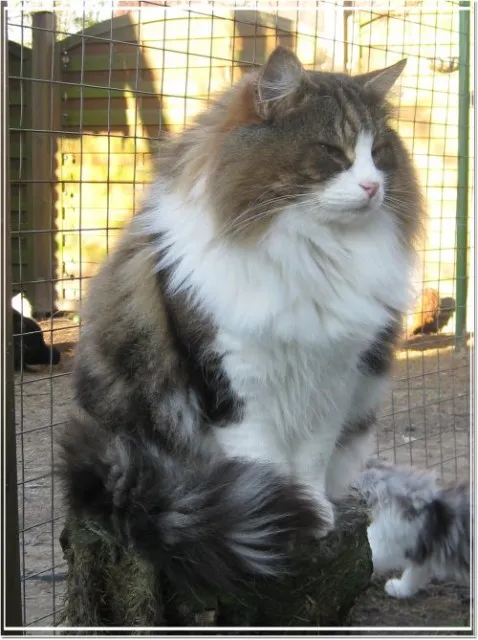 Norwegischer Waldkatzer  - Deckkater