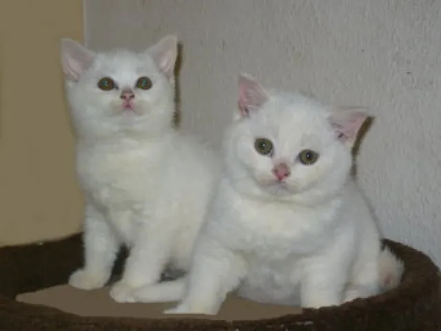 Zauberhafte BKH Babys aus gesunder Zucht