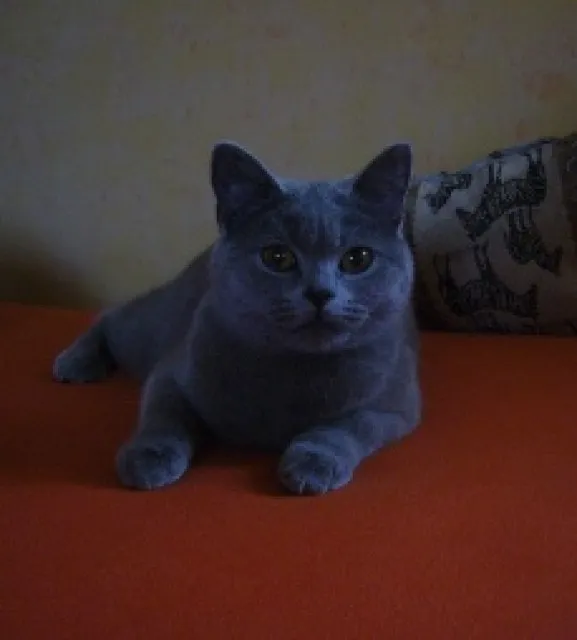 Deckkater gesucht (Kartäuser/Chartreux)