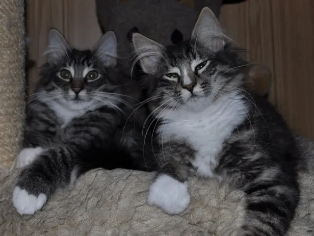 Norwegische Waldkatze - wir haben süße Katerchen :-))