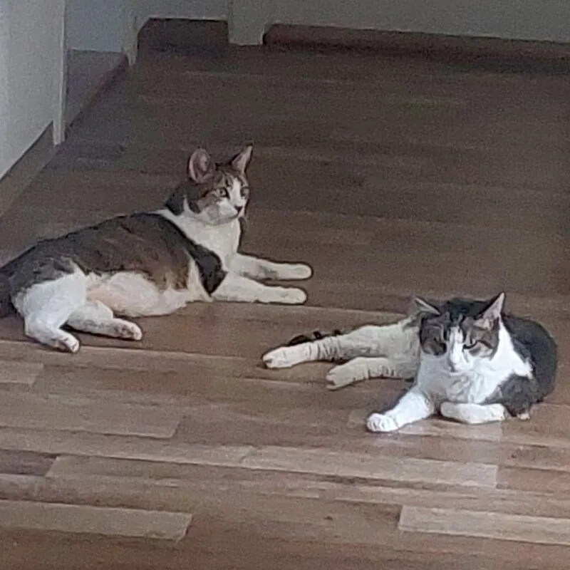 Bubi und Kira nur gemeinsam zu vermitteln! Weitere Details siehe Anzeigentex