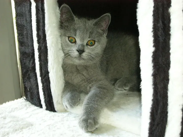 ACHTUNG SÜSSE KARTÄUSER KITTEN ABZUGEBEN!
