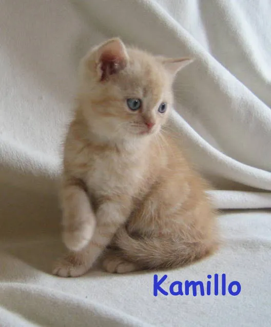 verschmuste Selkirk Rex Kitten- für Zucht,Show oder einfach nur zum liebhaben