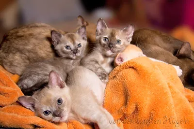 Burmakitten abzugeben