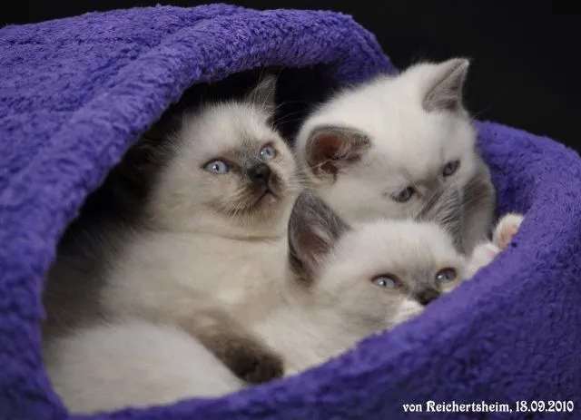 Bezaubernde Britisch Kurzhhaar (BKH) Katzenkinder