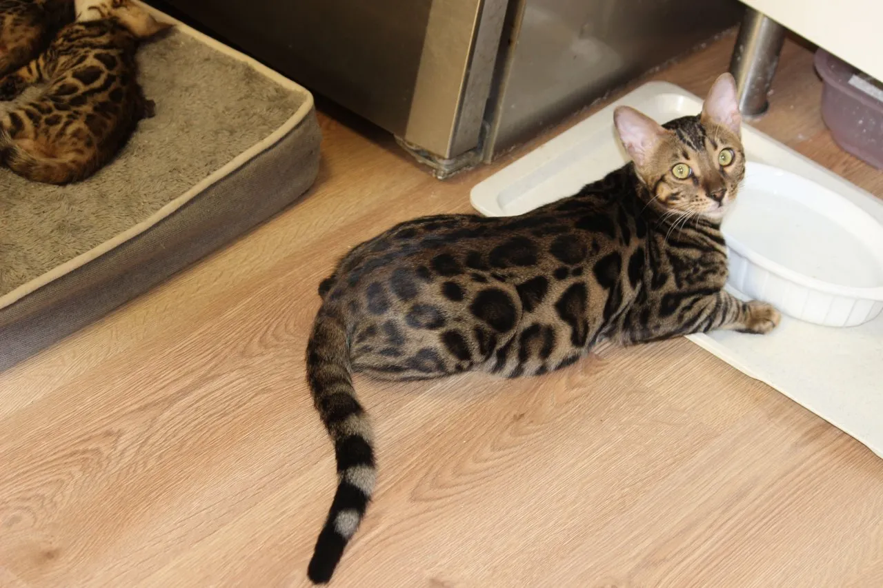 Kater Reinrassig (Bengal Kater)