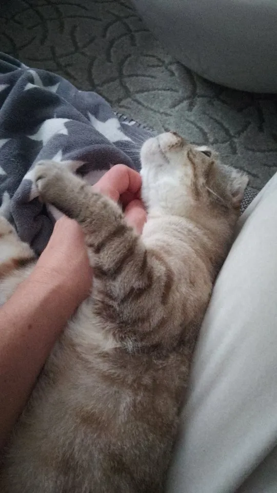 Scottish Fold, 4 Jahre alt und kastriert