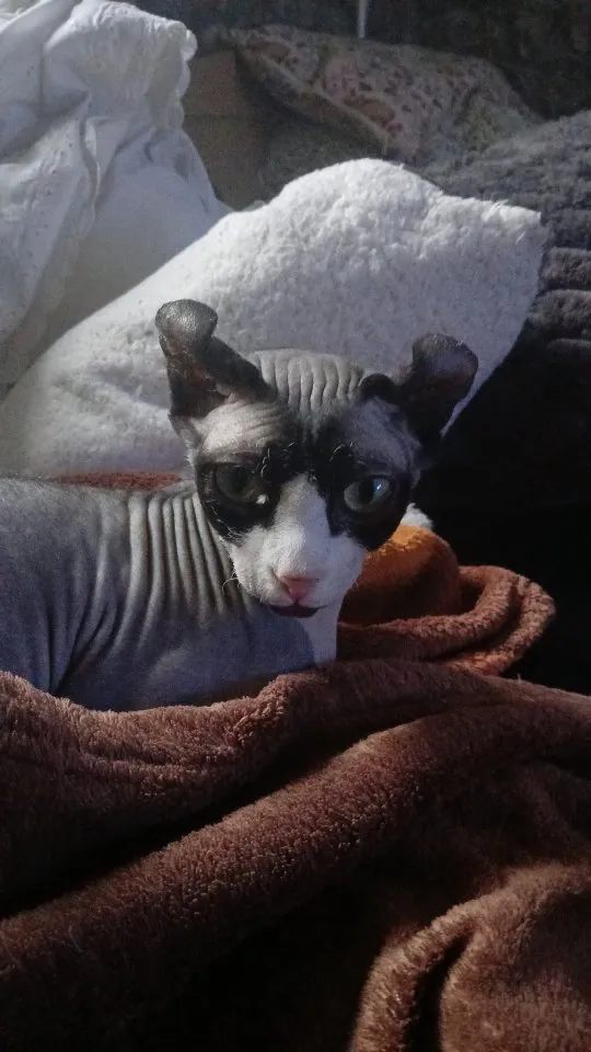 Deckkater spynx gesucht
