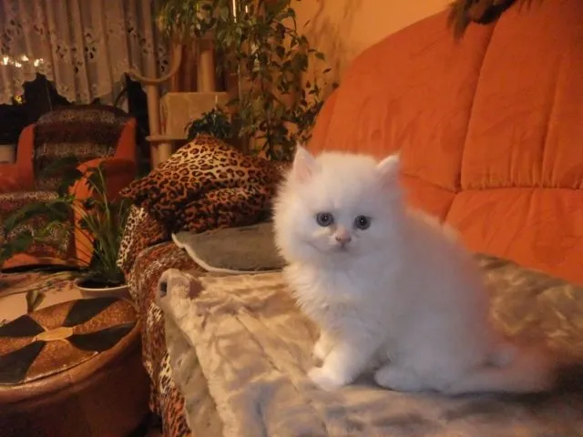perserkatzen Babys