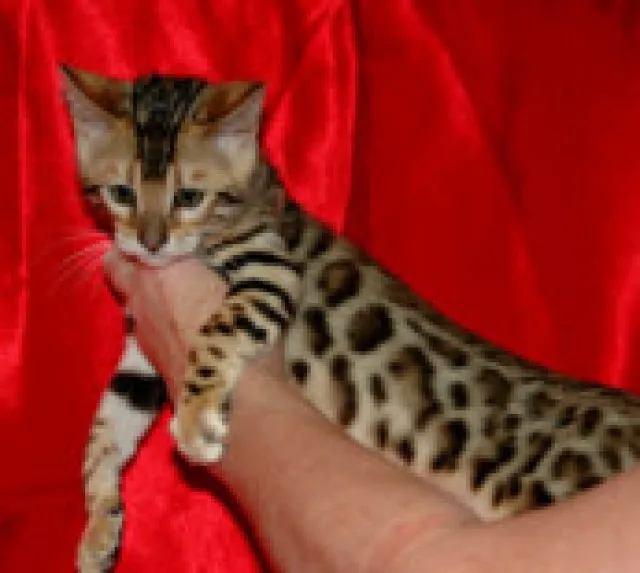 7 Bengal katze für Sonderpreis!