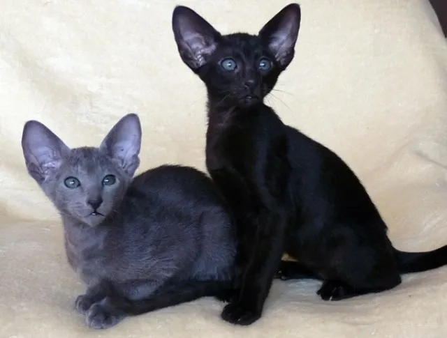 OKH Kitten