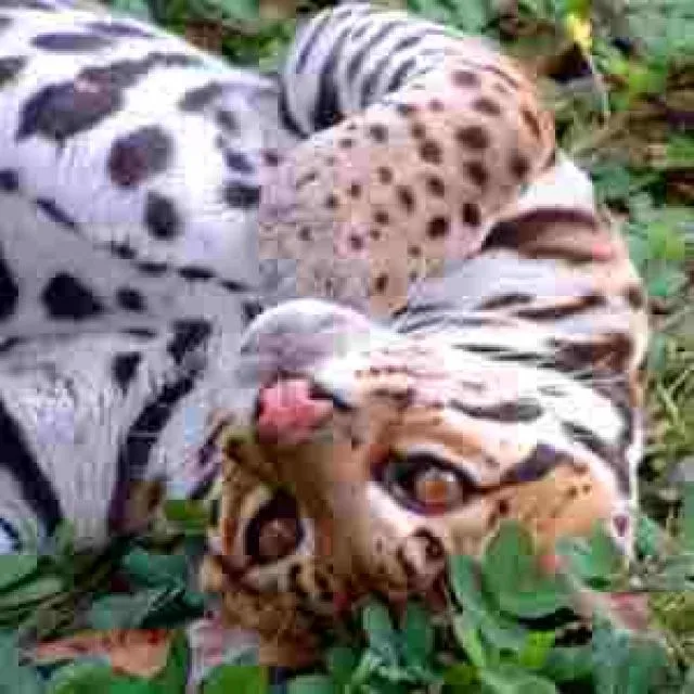 Leopardus Pardalis gesucht