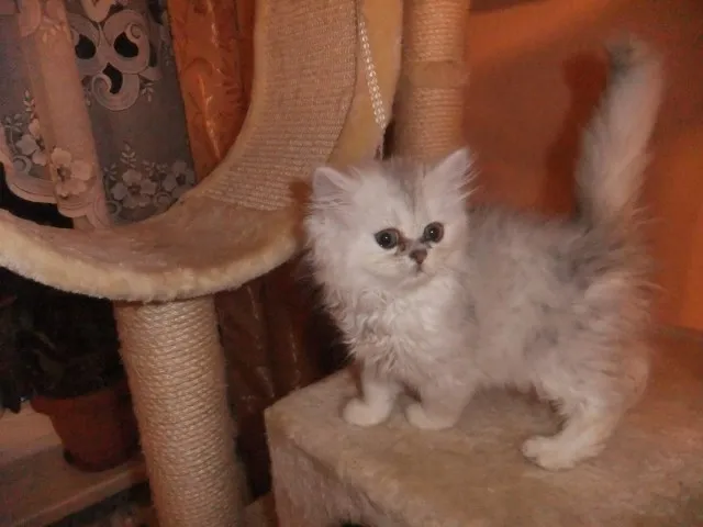 perserkatzen Babys