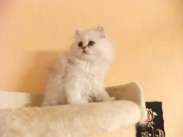 perserkatzen Babys