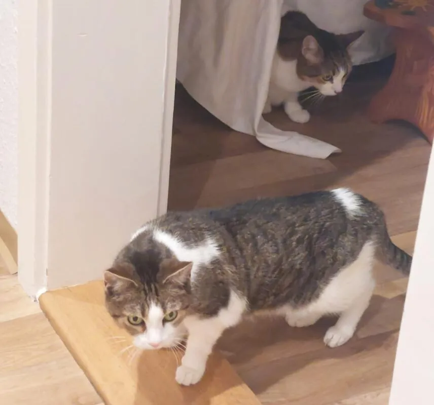 BUBI und KIRA - europäische Kurzhaar - 15 Jahre - Tierhilfe-Franken e.V.
