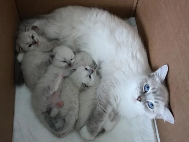 Ragdoll Babys stellen sich vor.......