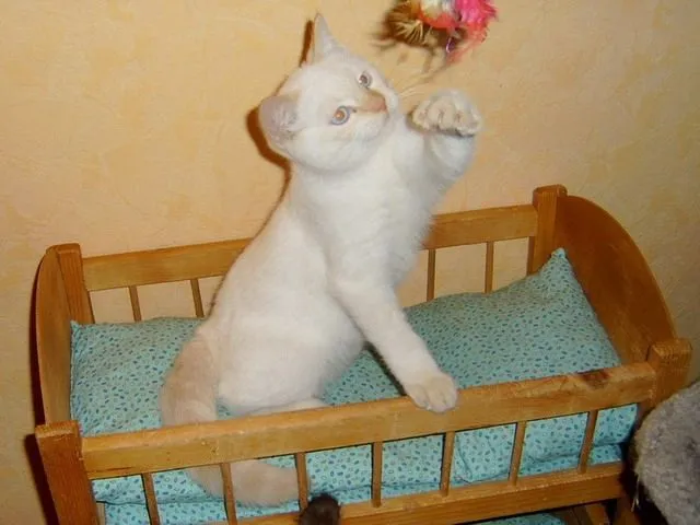 Wunderschöner Britisch-Kurzhaar-Kater m.P., 4 Monate alt