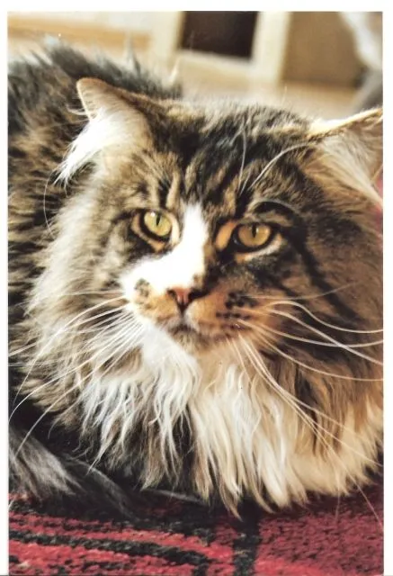 Achtung! Sie suchen eine XXL Champion Maine Coon?