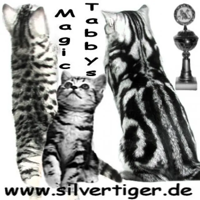 Britisch-Kurzhaar-Silbertabby-Classic und spotted, Berlin-Nordost