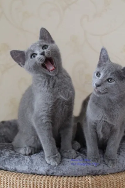 Russisch Blau Kitten