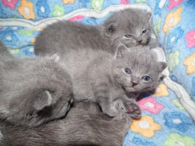 Chartreux, reinrassige Kartäuser Kitten