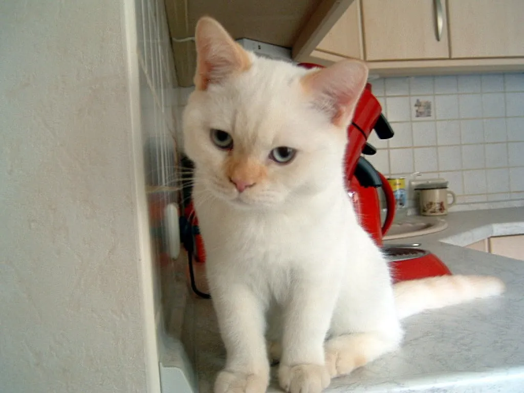 BKH Kitten in point (Colorpoint)