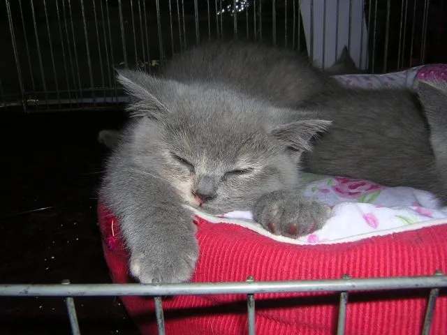 2 süsse Britisch Kurzhaar Kitten in blau-creme suchen noch ein neues Zuhause