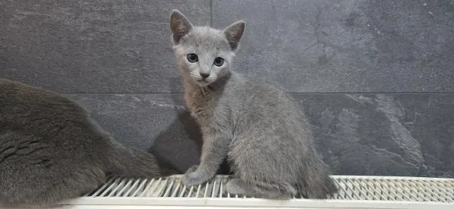 Reinrassige Russisch blau, kitten, champion linie, Weibchen, Stammbaum, Maine co