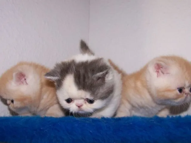 Exotic-Shorthair