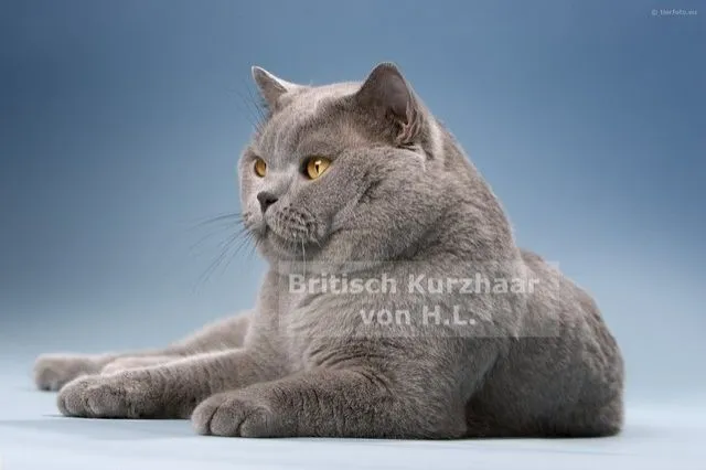 Europa Champion Deckkater Britisch Kurzhaar (BKH)