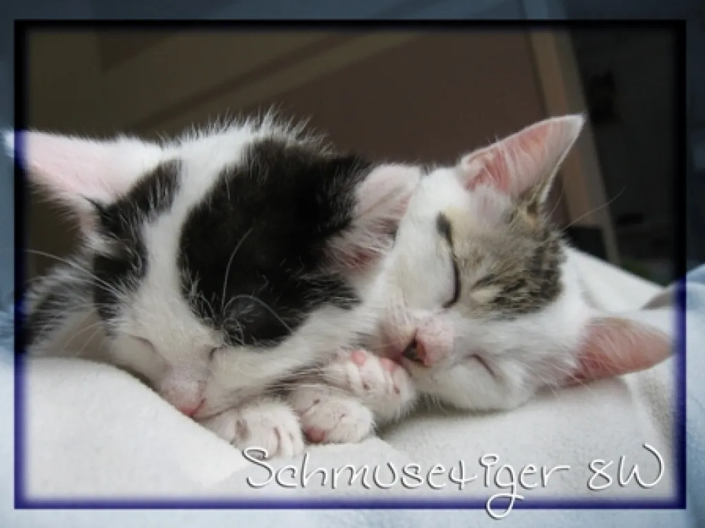 Süße Rassemix Kitten Ragdoll / EKH suchen neues Zuhause!