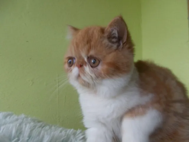 Exotic Shorthair Katerchen