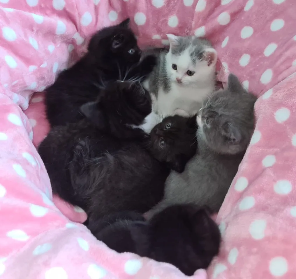 reinrassige Britisch Kurzhaar BKH Kitten , Vater mit Stammbaum