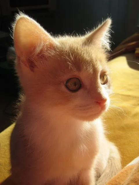 Katzenbaby! Weiblich!
