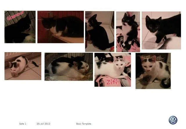 Katzenkinder Milka, Zifi, Glamour, Kimi