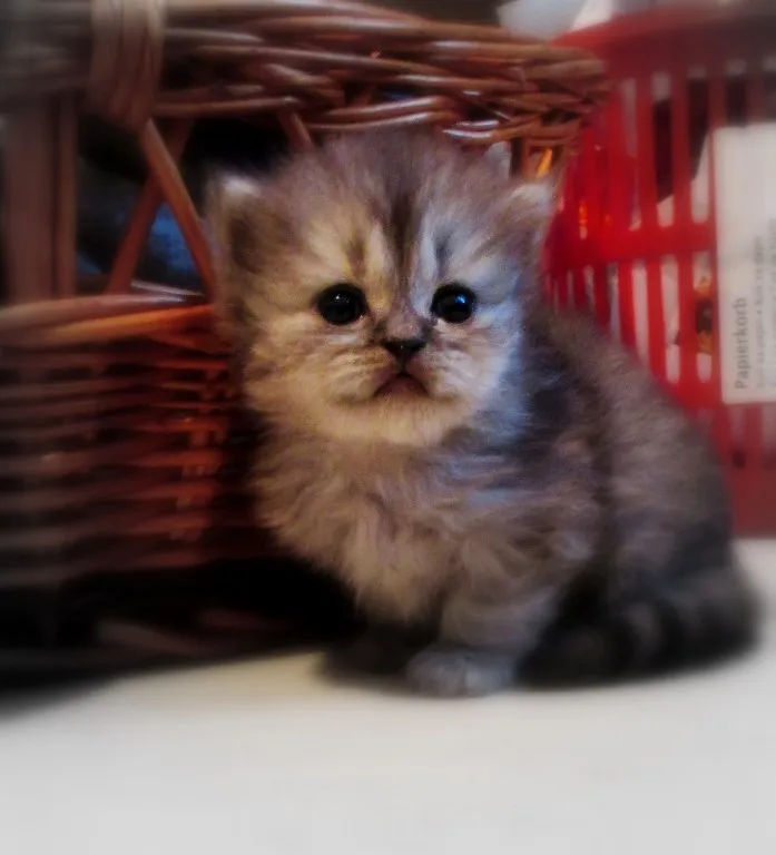 Perserkatzenbabys ab 14. Dezember 2013 abzugeben , 2 Kater silver - shaded , 1 K