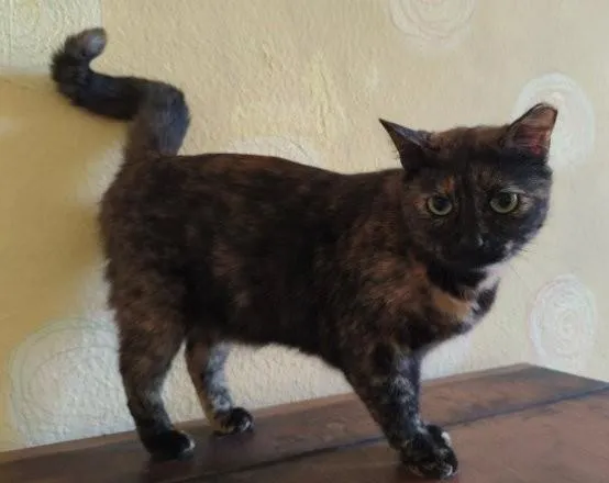 Tala - Gemütliche Schmusekatze Tala sucht Kuschelplätzchen
