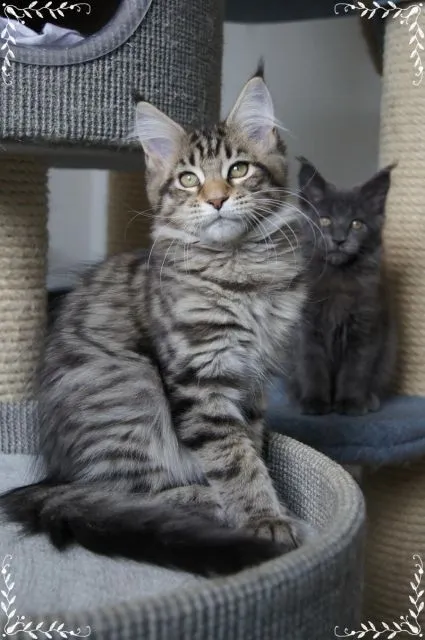 Maine Coon Kätzchen mit Luchspinselchen & Wildlook abzugeben !