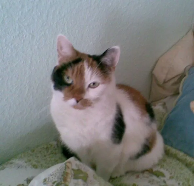 Lilly sucht liebevolles Frauchen mit Zeit!