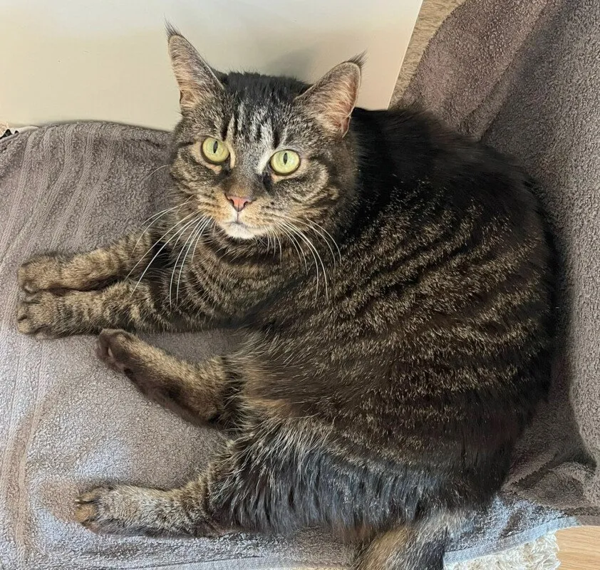 SILA - weiblich 11 Jahre Maine Coon-Mix Gechipt Kastriert