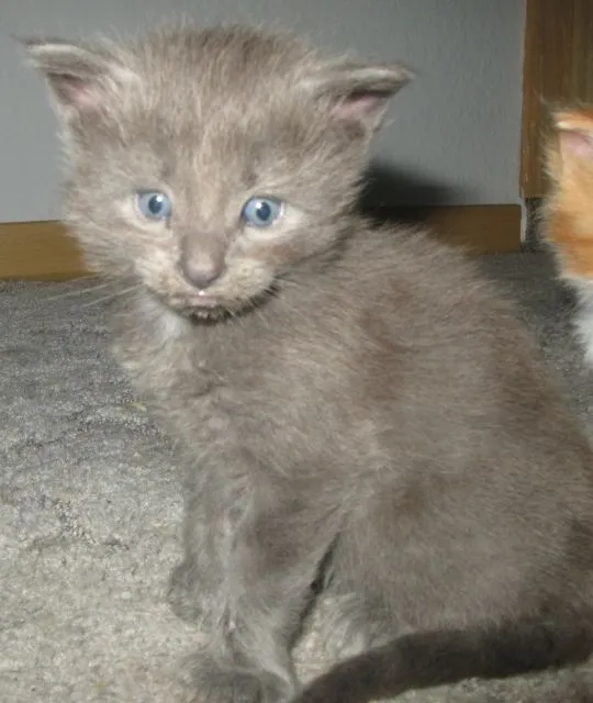 echte Maine Coon Babys (blau,blau-weiß,schwarz,schwarz-weiß,creme) Poly