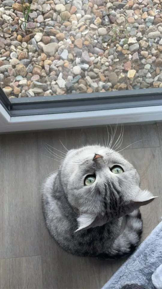 Zwei liebevolle BKH-Mix Katzen