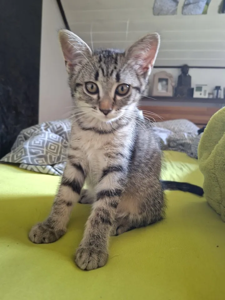 2 Getigerte Babykatzen