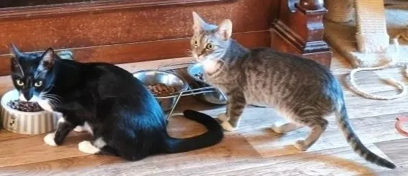 Alis & Mickey - Zarte kleine Katzendame Alis & sensibler Bruder Mickey suchen ge