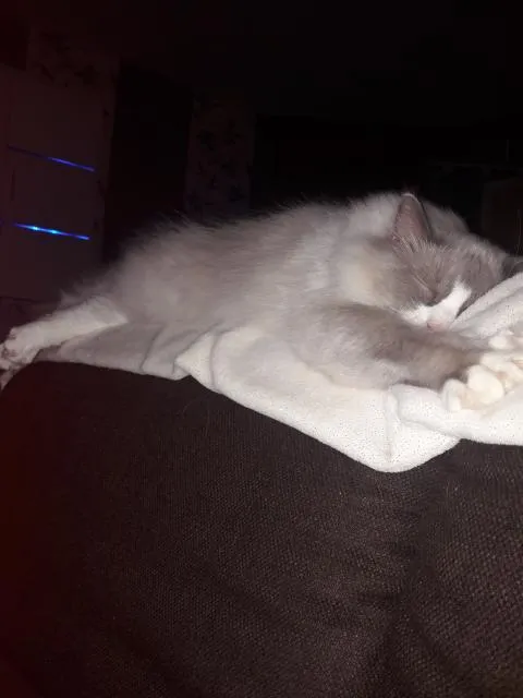 liebevoller Ragdollkater sucht neues zu Hause