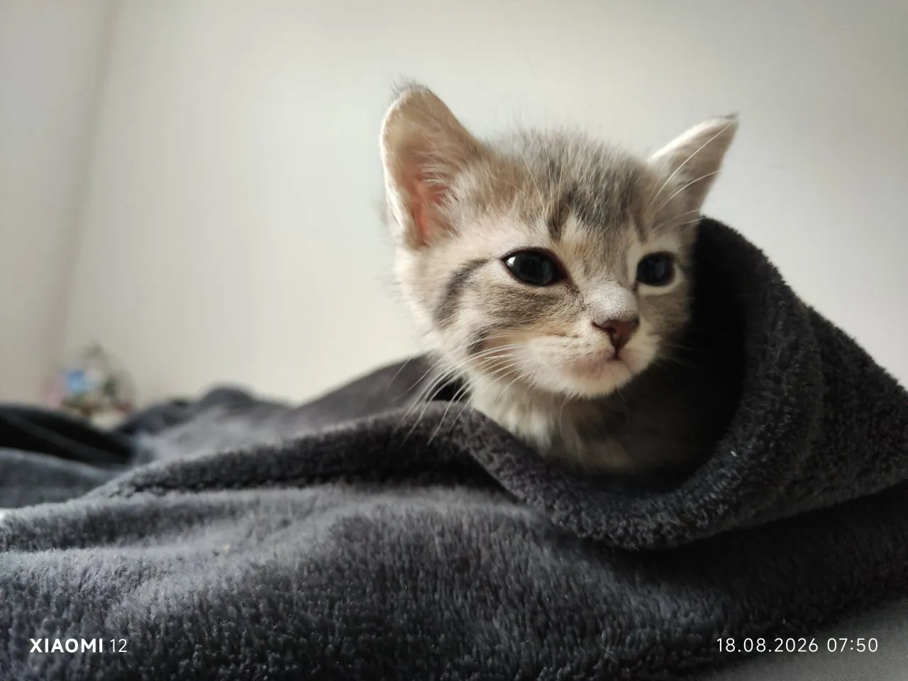 Katzenbabys für Übergabe - Sobald gesetztlich erlaubt