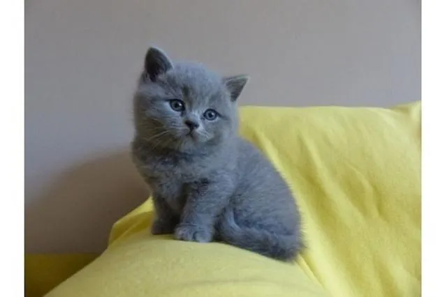 Wunderschöne, reinrassige BKH Kitten Kätzchen