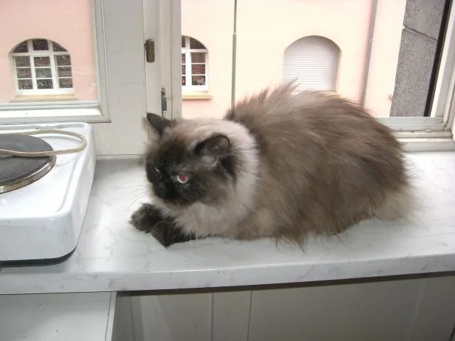 Perserkatzen auch Colourpoint
