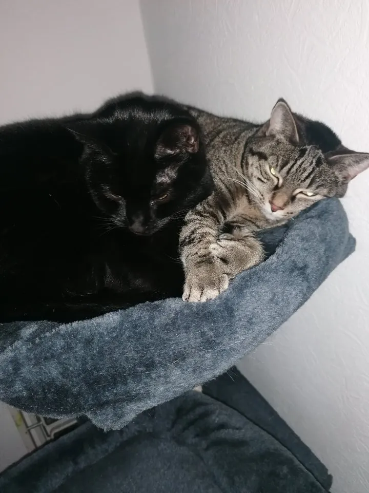 Geschwisterpaar Katzen
